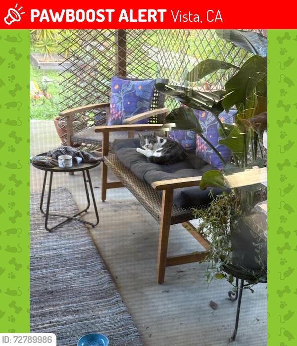 Lost Male Cat last seen Tylee and Palmbark St., near Olive, Vista, CA 92083