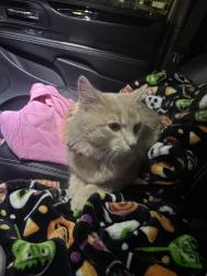 Found/Stray Unknown Cat last seen Near apmts by Neighborhood Walmart, Fishers, IN 46038