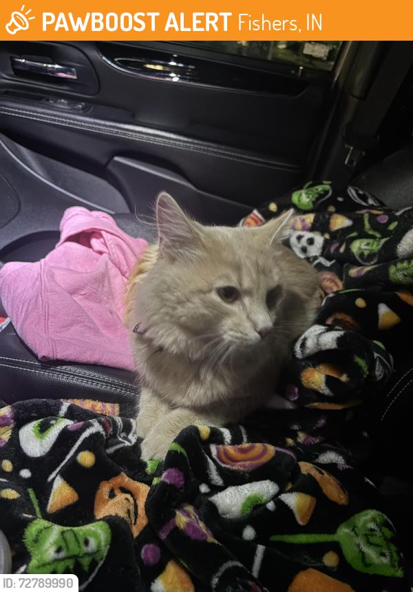 Found/Stray Unknown Cat last seen Near apmts by Neighborhood Walmart, Fishers, IN 46038