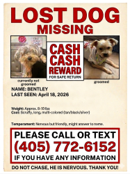 Lost Male Dog last seen Under the staircase , Oklahoma City, OK 73127