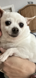 Lost Female Dog last seen E Ammann rd and oak view, Bulverde, TX 78163
