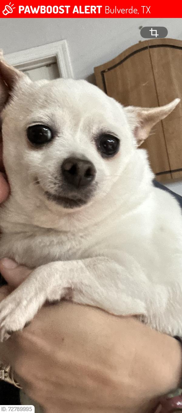 Lost Female Dog last seen E Ammann rd and oak view, Bulverde, TX 78163