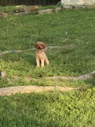 Found/Stray Male Dog last seen Waterford Oaks, Cedar Hill, TX 75104