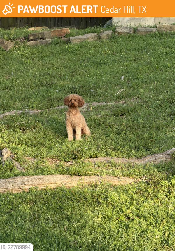Found/Stray Male Dog last seen Waterford Oaks, Cedar Hill, TX 75104