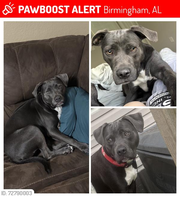 Lost Female Dog last seen Near ferndale rd Birmingham al 35235, Birmingham, AL 35235