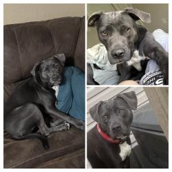 Lost Female Dog last seen Near ferndale rd Birmingham al 35235, Birmingham, AL 35235
