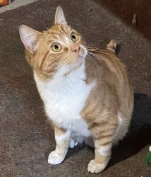 Found/Stray Male Cat last seen Dowling, San Leandro, CA 94577