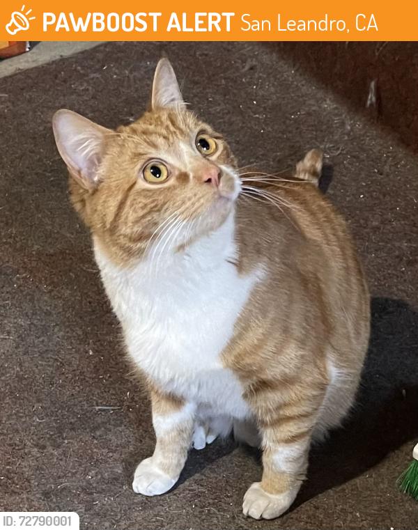 Found/Stray Male Cat last seen Dowling, San Leandro, CA 94577