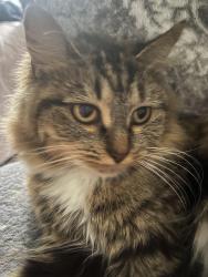 Lost Female Cat last seen Near Schumann Rd Chatsworth, CA  91311 United States, Chatsworth, CA 91311