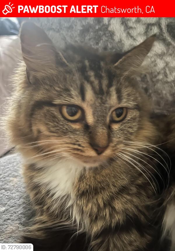 Lost Female Cat last seen Near Schumann Rd Chatsworth, CA  91311 United States, Chatsworth, CA 91311