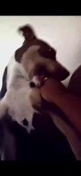 Lost Female Dog last seen MERLIN ST & 59TH street, San Diego, CA 92114