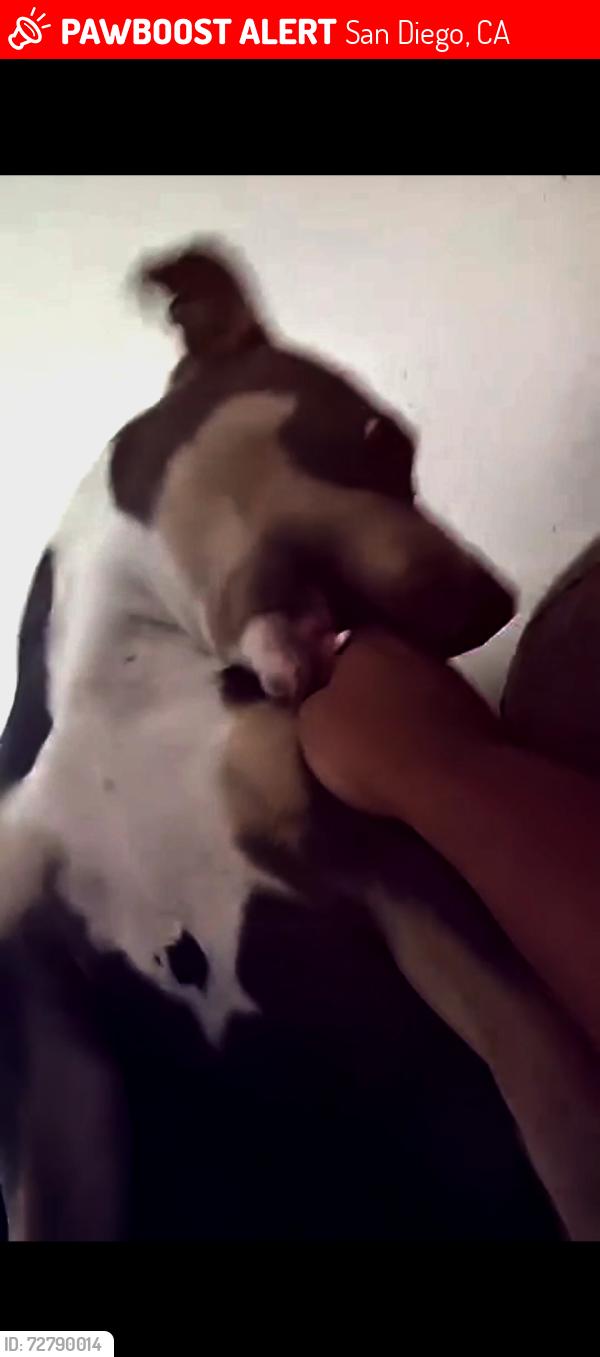 Lost Female Dog last seen MERLIN ST & 59TH street, San Diego, CA 92114