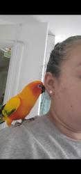 Lost Male Bird last seen Legion Court , Bound Brook, NJ 08805