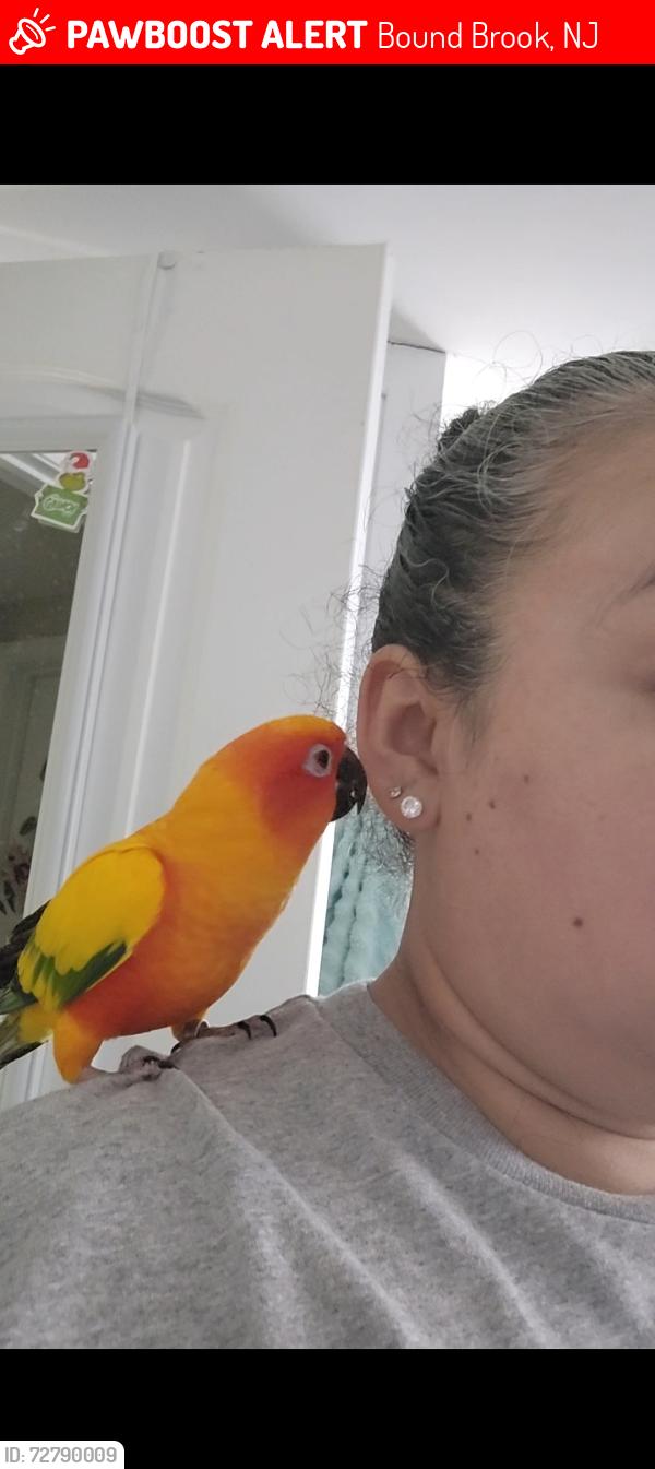 Lost Male Bird last seen Legion Court , Bound Brook, NJ 08805