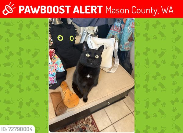 Lost Male Cat last seen Took off running near East Ballatrae Dr, Mason County, WA 98584