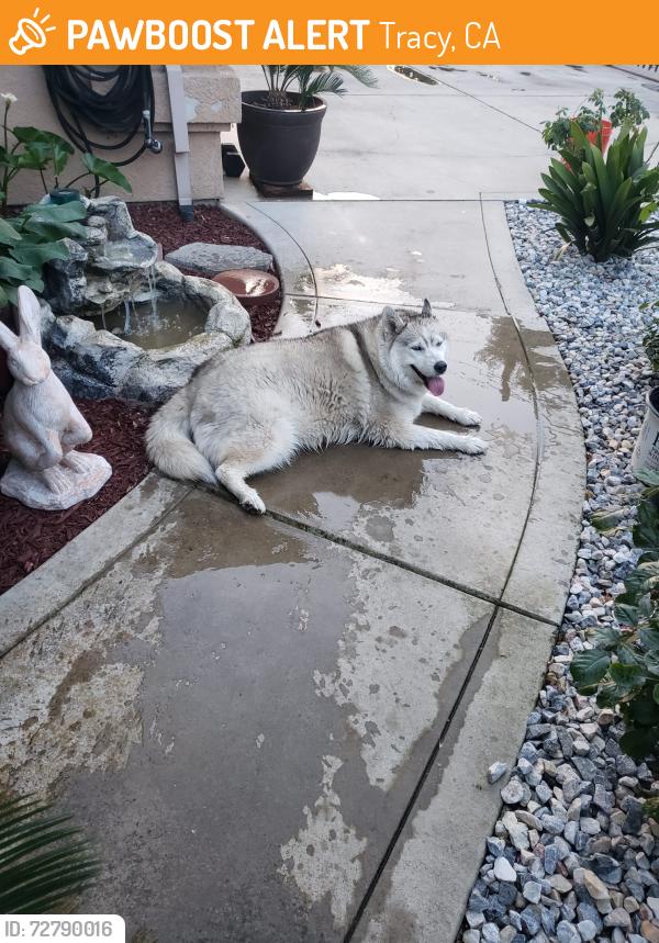 Found/Stray Unknown Dog last seen Tracy, Tracy, CA 95376