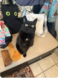 Lost Male Cat last seen Took off running near East Ballatrae Dr, Mason County, WA 98584