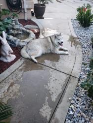Found/Stray Unknown Dog last seen Tracy, Tracy, CA 95376