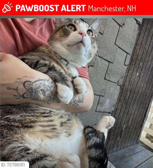 Lost Male Cat last seen Parque state park, Manchester, NH 03104