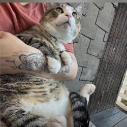 Lost Male Cat last seen Parque state park , Manchester, NH 03104