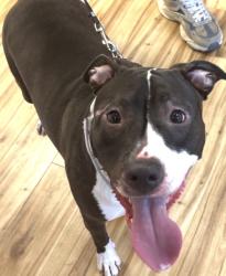 Found/Stray Female Dog last seen Central, Richardson, TX 75080