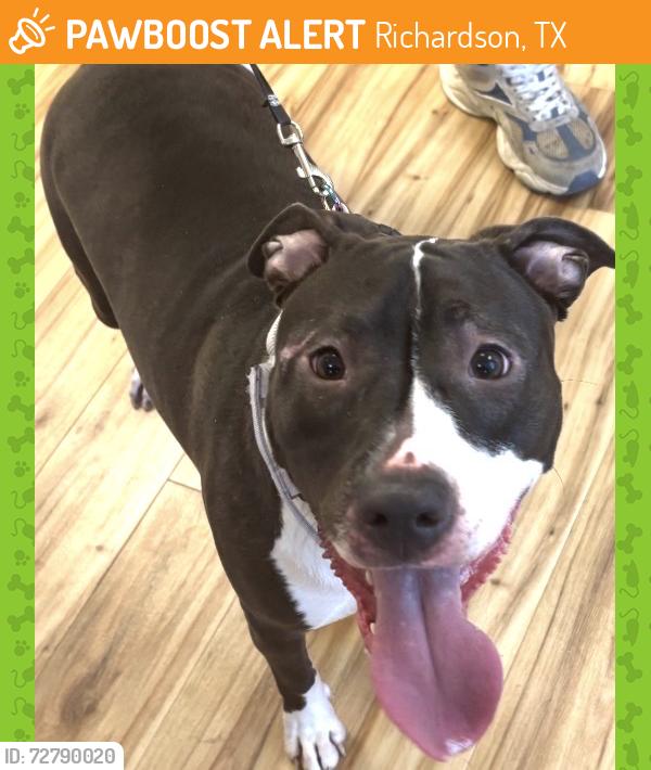 Found/Stray Female Dog last seen Central, Richardson, TX 75080