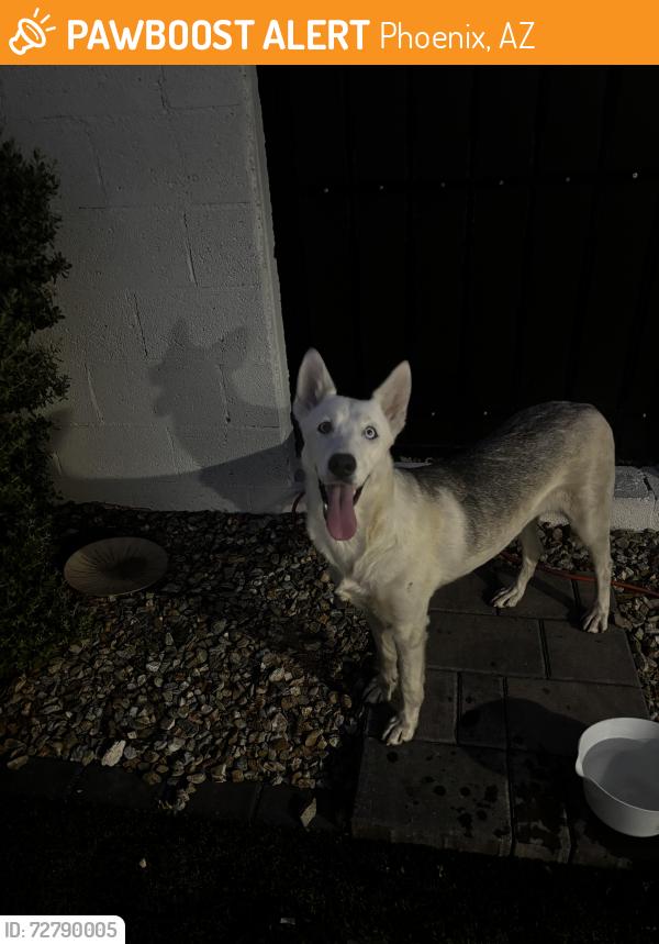 Found/Stray Female Dog last seen Cave creek and cactus , Phoenix, AZ 85020