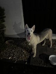 Found/Stray Female Dog last seen Cave creek and cactus , Phoenix, AZ 85020