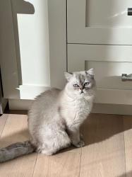 Lost Male Cat last seen 230th Ave NE Sammamish , Sammamish, WA 98074