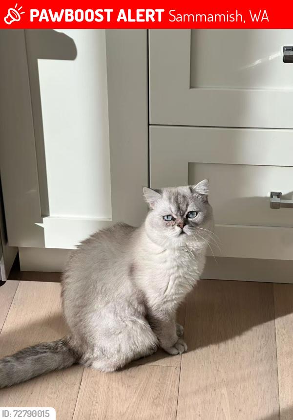 Lost Male Cat last seen 230th Ave NE Sammamish , Sammamish, WA 98074