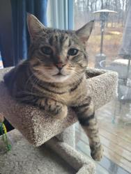 Lost Male Cat last seen Hwy J and Pickeral Lake Rd , East Troy, WI 53120