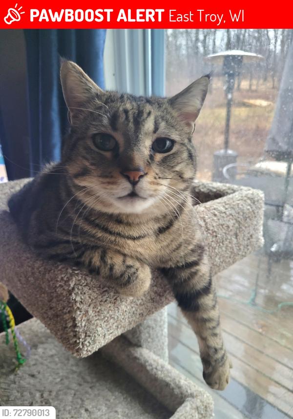 Lost Male Cat last seen Hwy J and Pickeral Lake Rd , East Troy, WI 53120