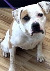 Found/Stray Female Dog last seen Centennial, Richardson, TX 75081