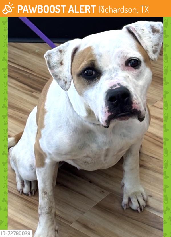 Found/Stray Female Dog last seen Centennial, Richardson, TX 75081