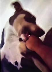 Lost Female Dog last seen Near market st, San Diego, CA 92114