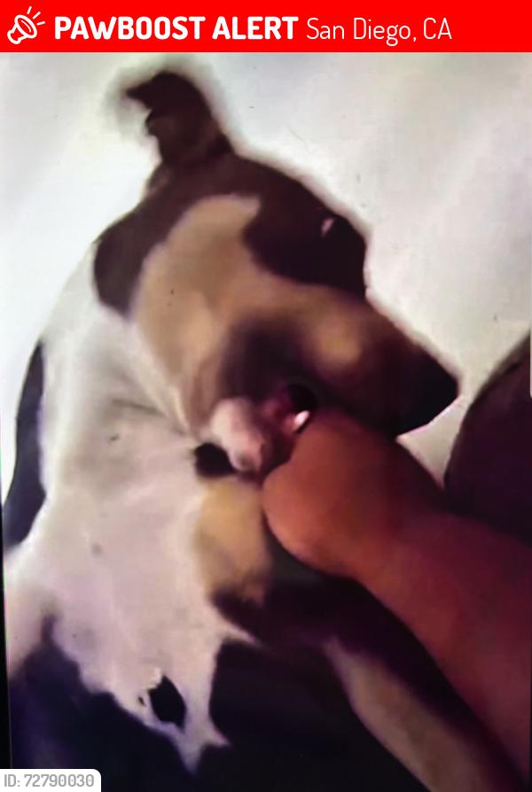 Lost Female Dog last seen Near market st, San Diego, CA 92114