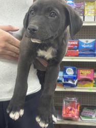 Found/Stray Male Dog last seen Baseline st near a liquor store store, San Bernardino, CA 92410