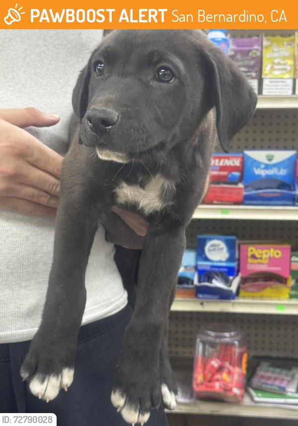 Found/Stray Male Dog last seen Baseline st near a liquor store store, San Bernardino, CA 92410