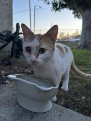 Found/Stray Male Cat last seen 234th & Panama , Carson, CA 90745