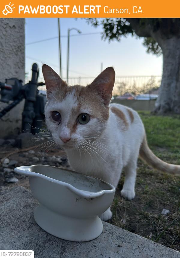 Found/Stray Male Cat last seen 234th & Panama , Carson, CA 90745