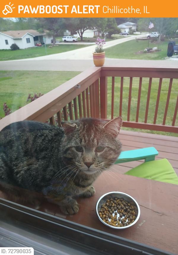 Found/Stray Male Cat last seen Rome West Road and 7th Street, Chillicothe, IL 61523