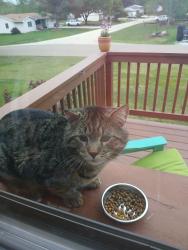 Found/Stray Male Cat last seen Rome West Road and 7th Street, Chillicothe, IL 61523