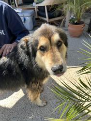 Found/Stray Male Dog last seen 89th St and 141st in owasso, Owasso, OK 74055