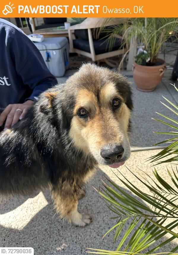 Found/Stray Male Dog last seen 89th St and 141st in owasso, Owasso, OK 74055