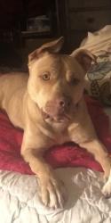 Lost Male Dog last seen Lynn, Grand Prairie, TX 75052