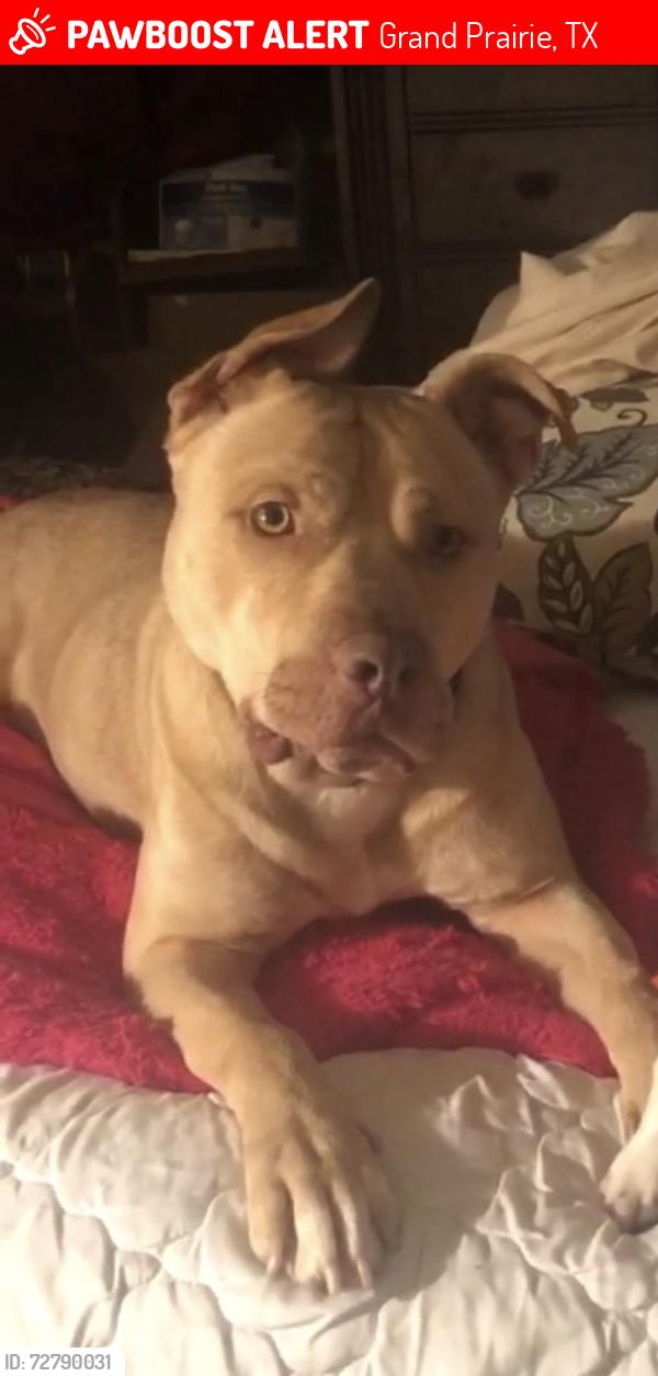 Lost Male Dog last seen Lynn, Grand Prairie, TX 75052
