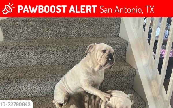 Lost Female Dog last seen Evan’s road , San Antonio, TX 78259