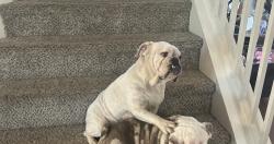 Lost Female Dog last seen Evan’s road , San Antonio, TX 78259