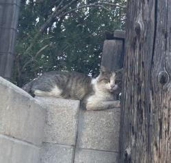 Found/Stray Male Cat last seen Sandia High School, Albuquerque, NM 87110
