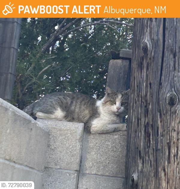 Found/Stray Male Cat last seen Sandia High School, Albuquerque, NM 87110
